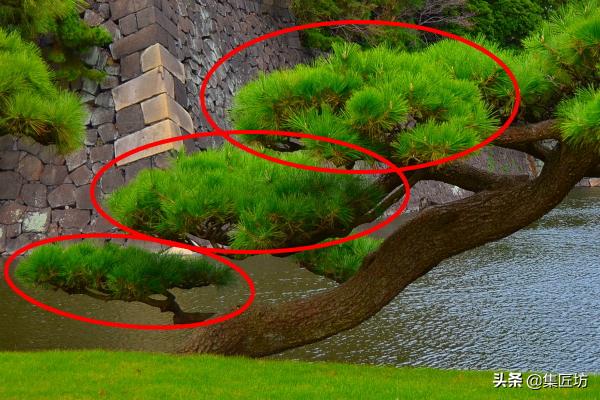 盆景松树移栽后是否剪掉芽,松树盆景修剪