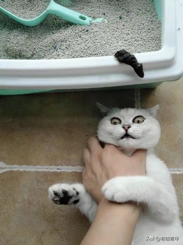 猫咪拉屎姿势好笑,猫咪拉屎搞笑表情