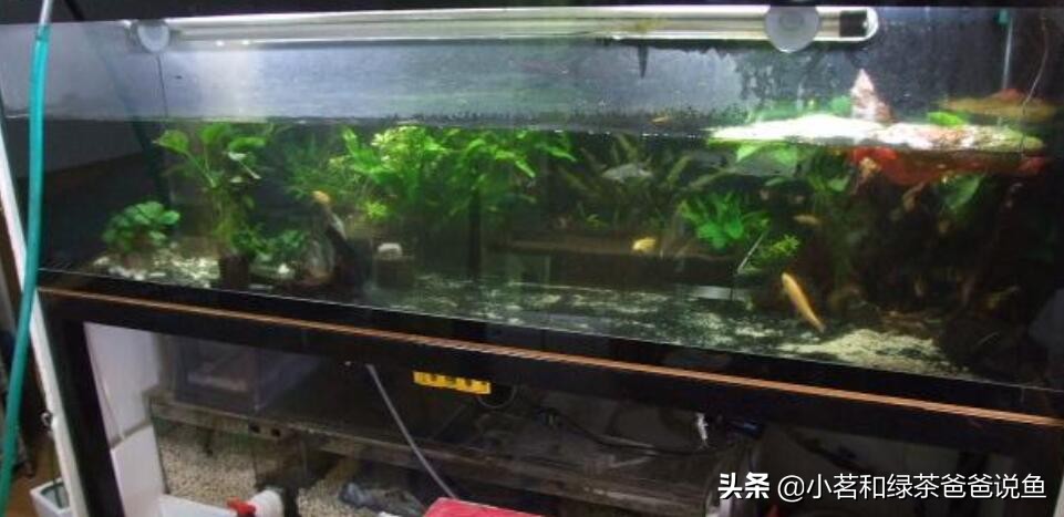 新买鱼缸怎样处理才能养鱼,新买的鱼缸要怎么处理才能养鱼