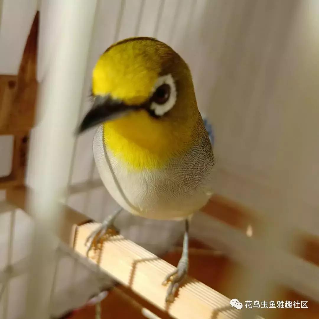 养鸟新技术绣眼,绣眼养鸟知识