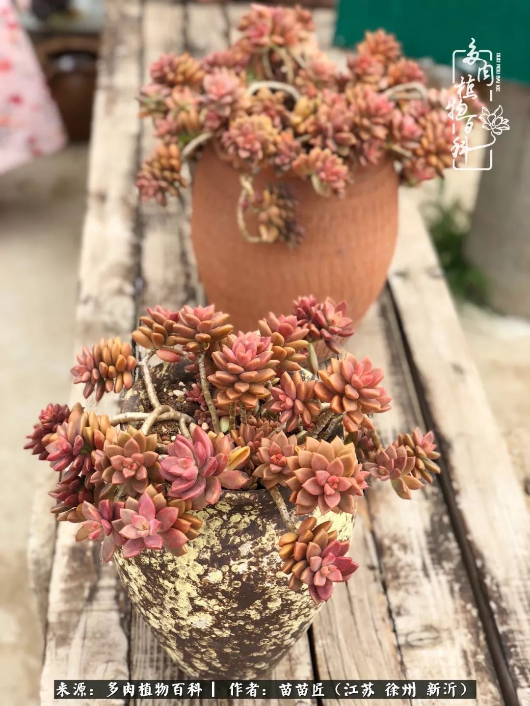 多肉之江湖：众肉友们，修仙渡劫几何了？