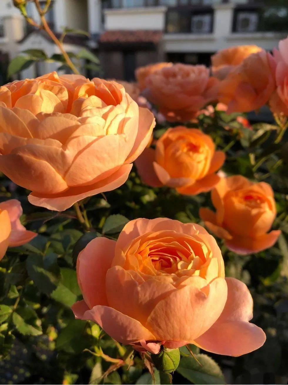 好看又好养的盆花,人养花也养人