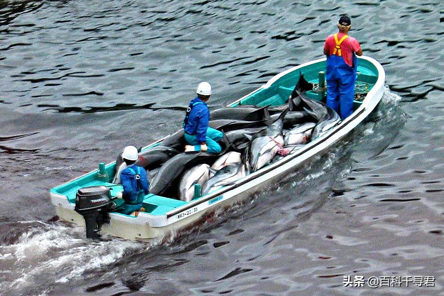 科普鲨鱼为什么不吃海豚呢,鲨鱼为什么不吃海豚的真相