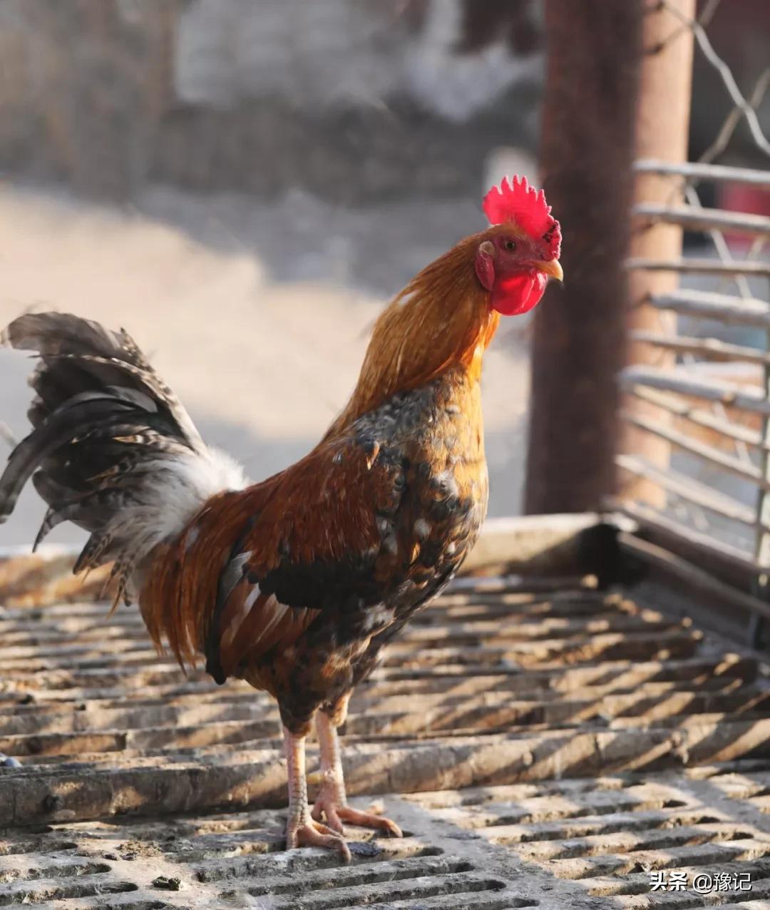 河南春节走亲戚一般拿几样礼物,河南人春节走亲戚拿几样礼品