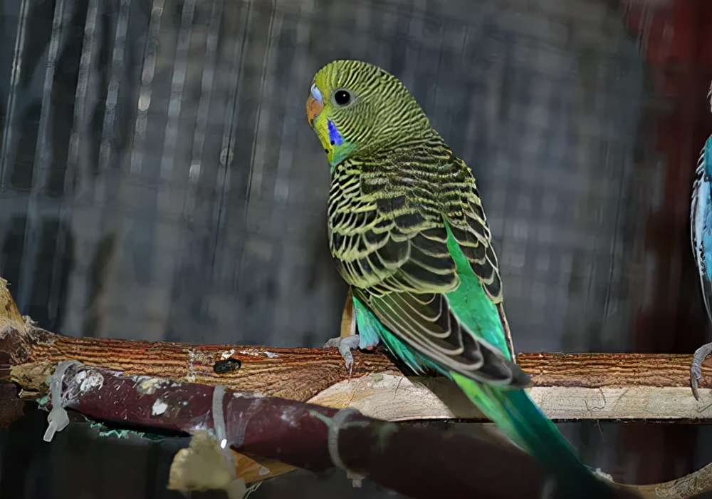 家养鹦鹉怎么训,手养虎皮鹦鹉正确饲养方法