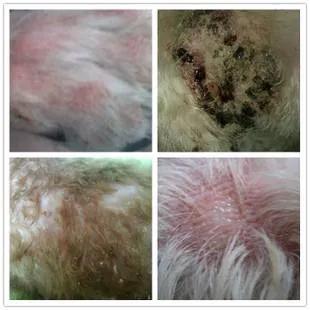 宠物皮肤过敏症状图片,宠物皮肤过敏原因有哪些