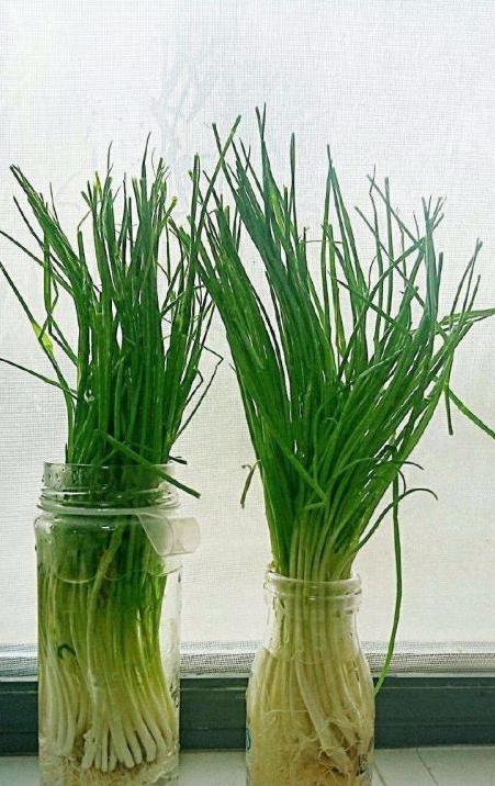 变废为宝水培种植蔬菜,矿泉水瓶水培种植蔬菜