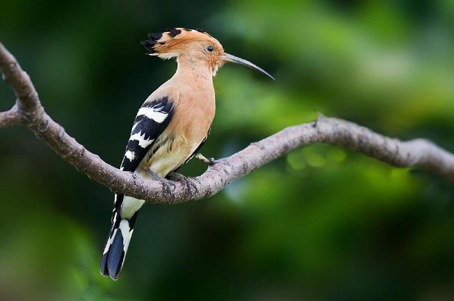 高清童年常见飞禽篇(值得珍藏)