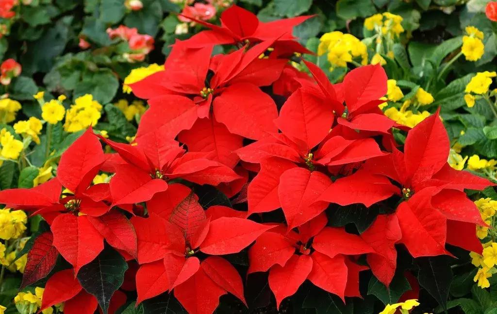 养花绿色液体儿童误食,小孩误食盆栽叶子