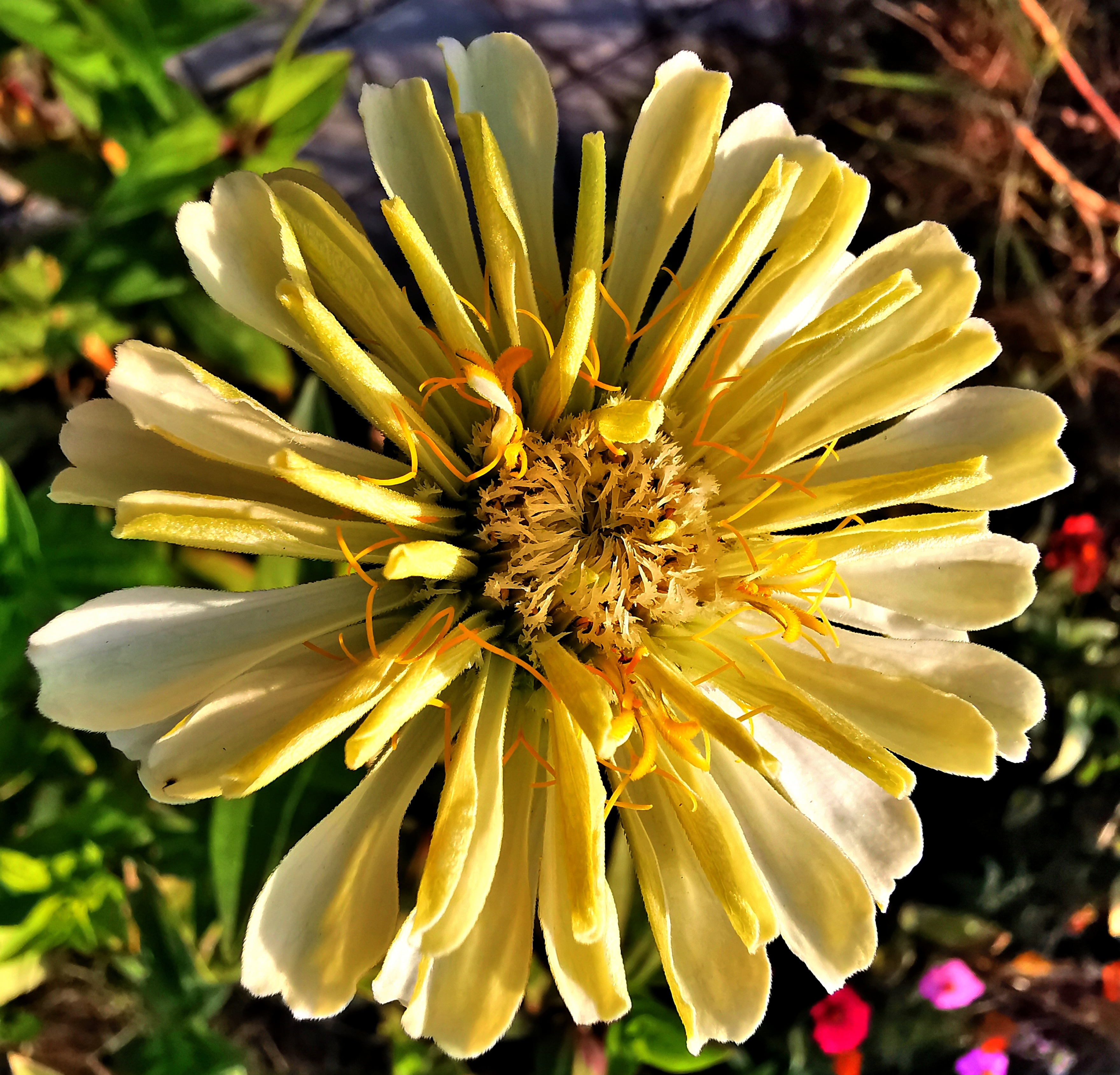 长虹公园小花美（手机拍）