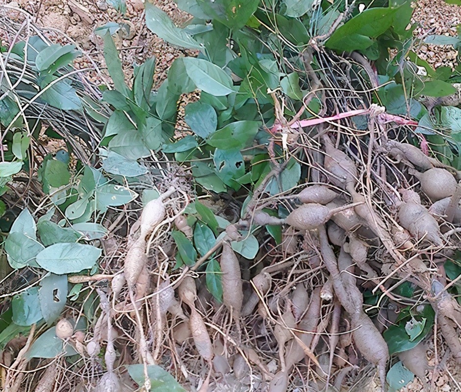 一条根正品价格,一根十斤的野生山药价值