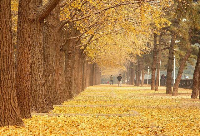 七言绝句春花二十首,春花平水韵七绝诗