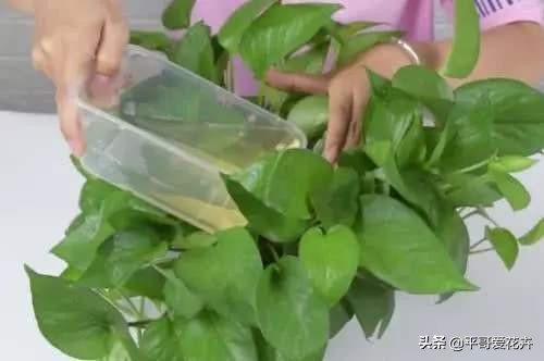 绿萝和绿萝养一起成活率是不是高,成活率高达90%的绿萝扦插方法