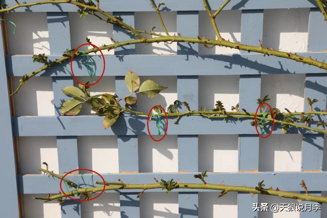 天狼推荐花墙月季品种,天狼月季罗衣花墙