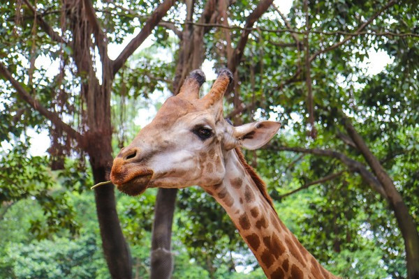 广州长隆旅游攻略自由行详细,广州长隆五一节3天2夜亲子游攻略