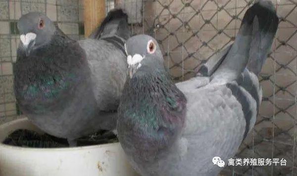 白矾在鸽子毛滴虫的妙用
