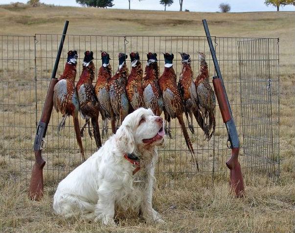 世上最罕见的狗品种图片,全世界狗品种视频