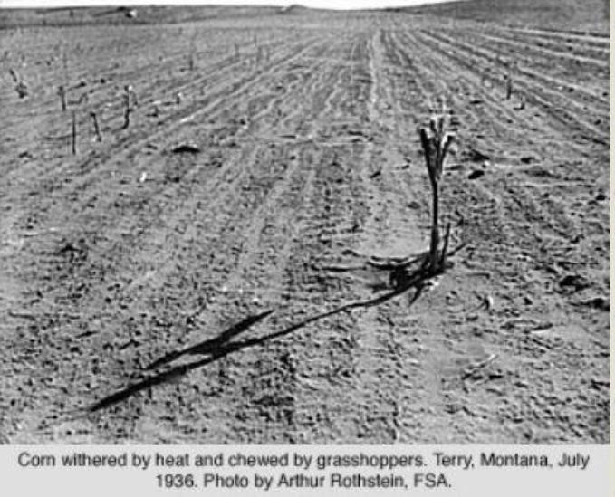 美国蝗灾最新真实视频,以前的蝗虫灾害都是怎么治理的