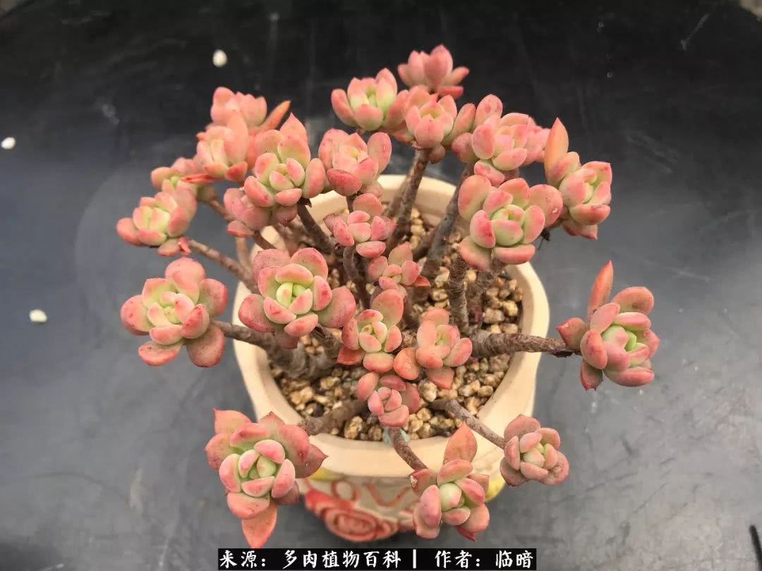 多肉带给我的感情,多肉给人们带什么作用