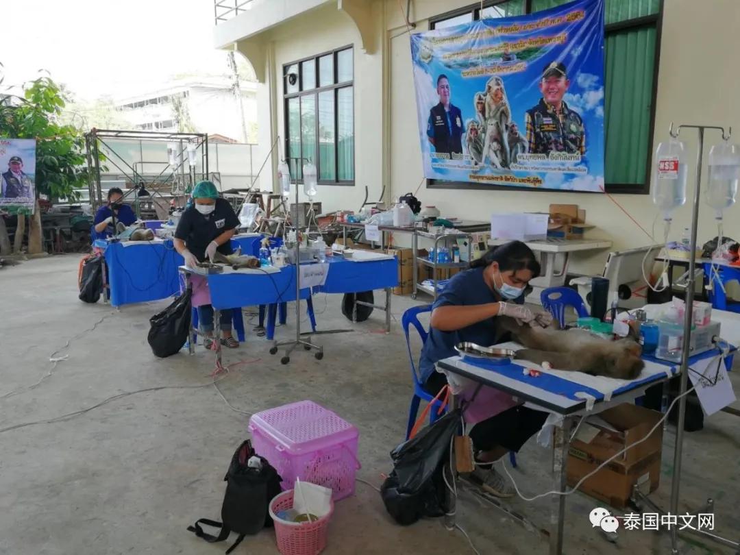 大型阉割现场，泰国猴哥一日之间集体变太监