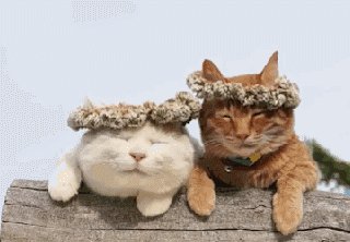 家里的猫咪有病了怎么办,猫咪佝偻病