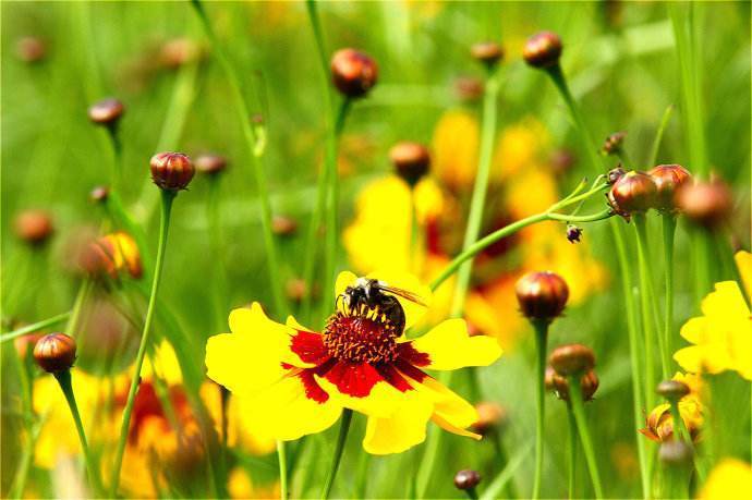天山雪菊有养肺的功效吗,昆仑雪菊野生的好还是养殖的好