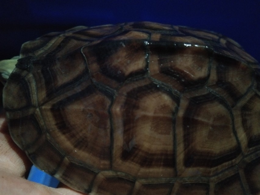 新手养龟怎么防止老龟死,养龟怎么避免龟生病死亡