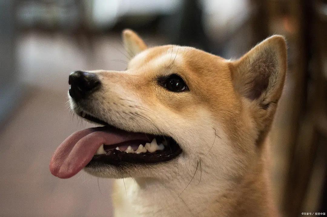 狗尿出血用什么药,狗尿鲜血怎么回事