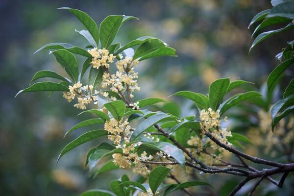 哪种桂花最香最好养,什么桂花最耐寒最好养