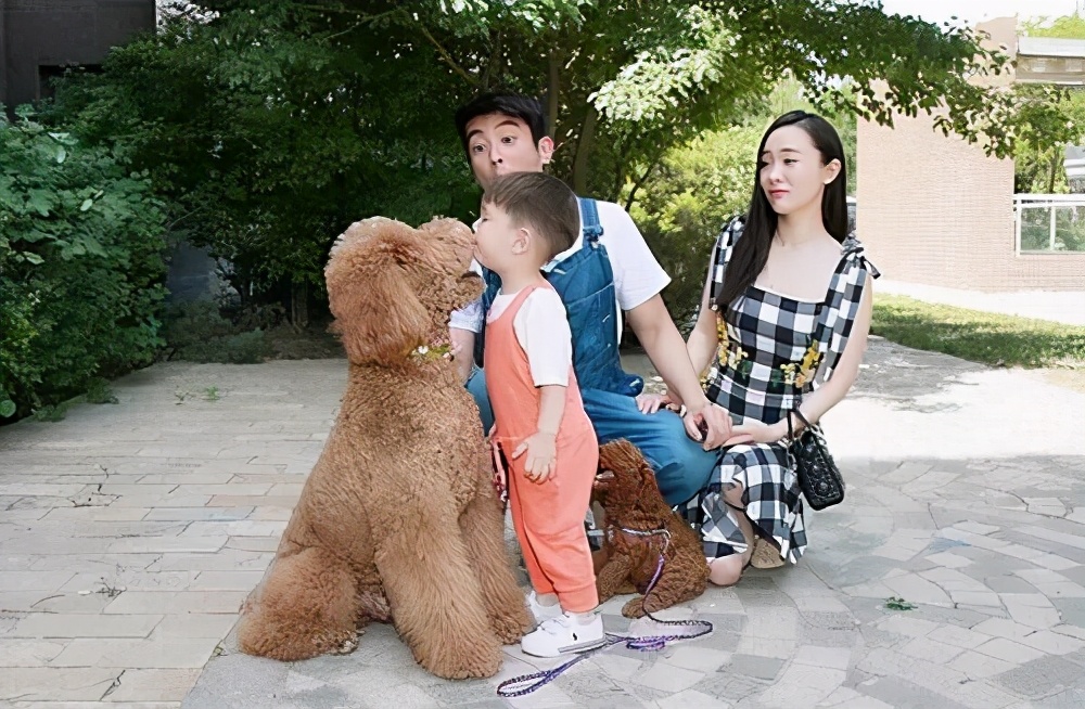 这几种狗狗堪称吞金兽太烧钱了,十大最聪明宜养不掉毛的小型犬