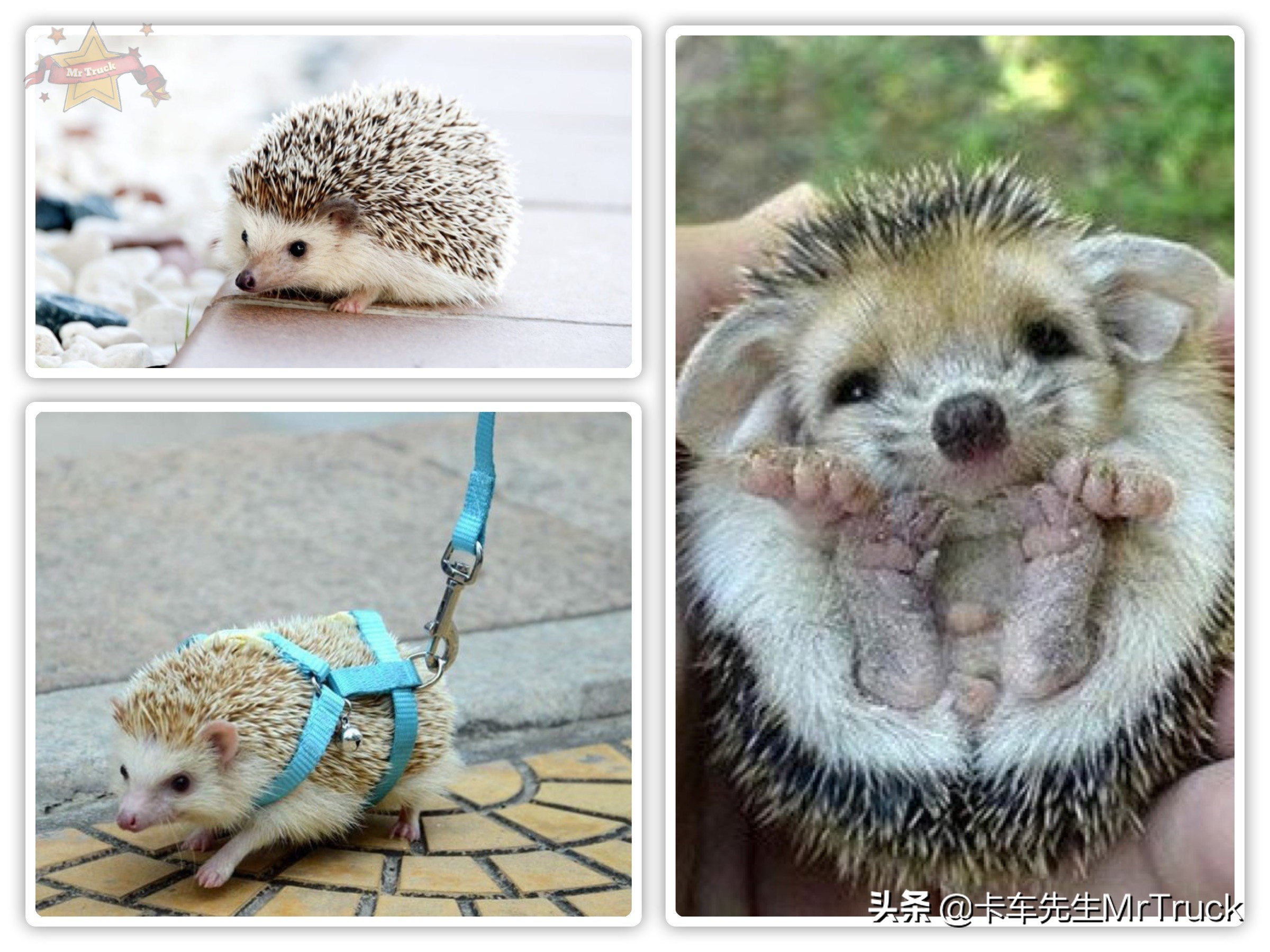 怎么养一只刺猬,新手养刺猬怎么跟它互动