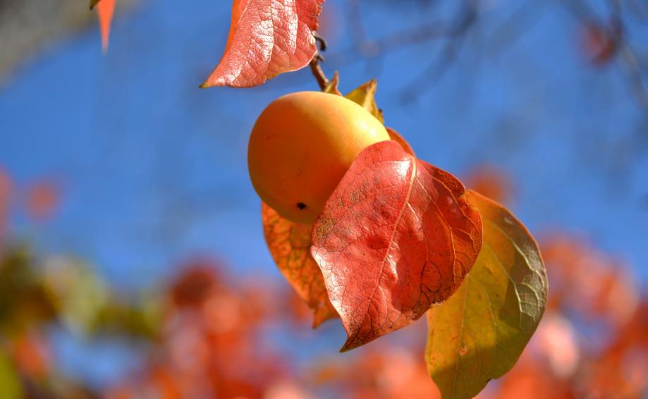 描写柿子的七绝古诗词,描写柿子的优美古诗词名句