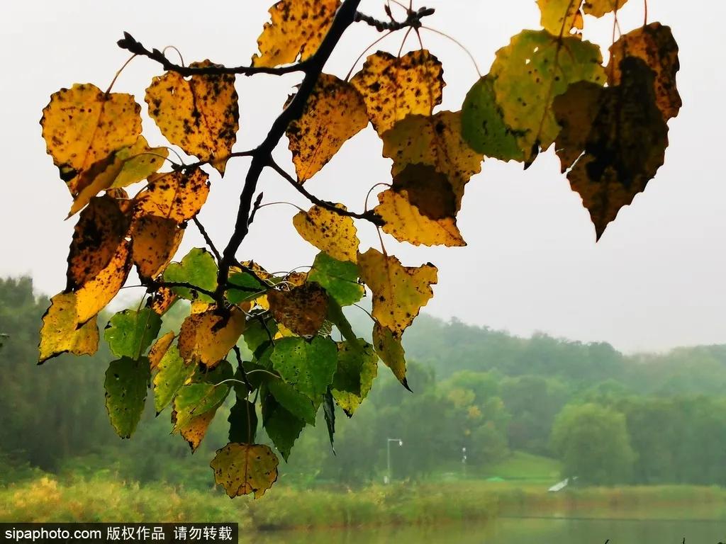 部分免费！北京赏秋“性价比”最高选择都在这儿了！
