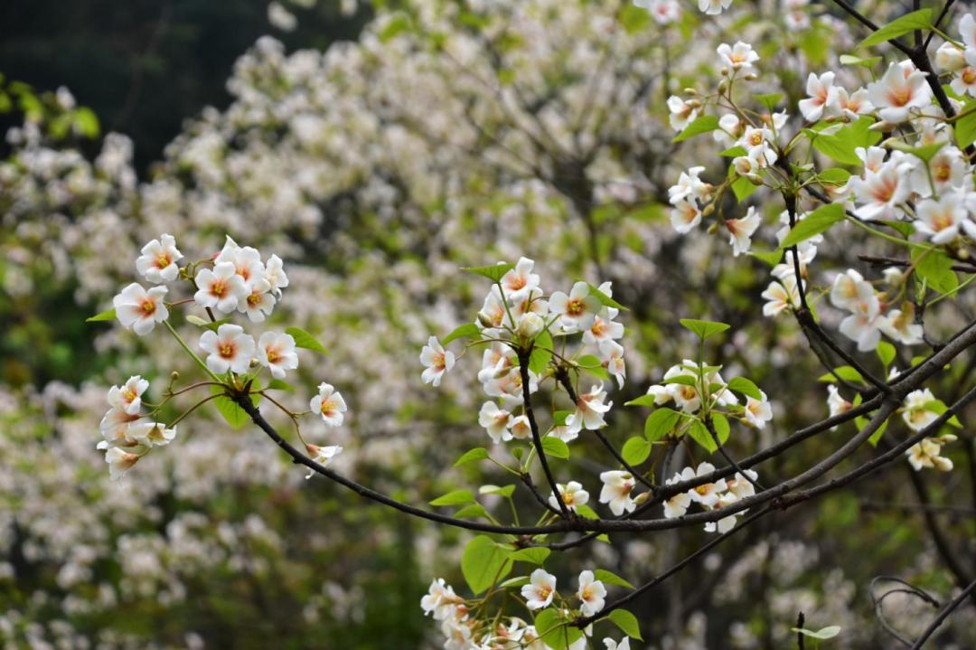 重庆北碚清明节踏青好去处,重庆巴南踏青一日游最佳攻略
