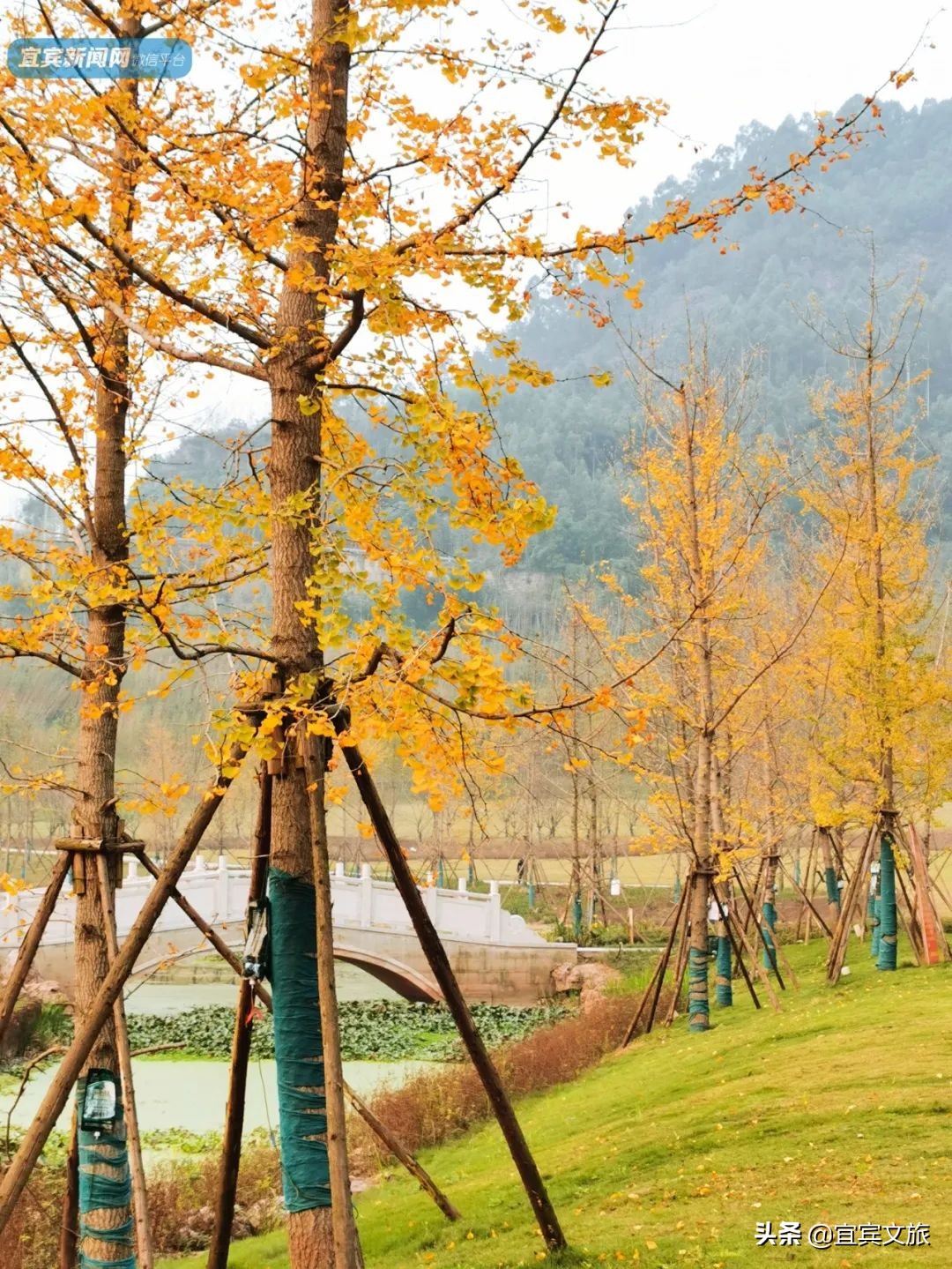 宜宾自然湿地公园,宜宾最漂亮的公园