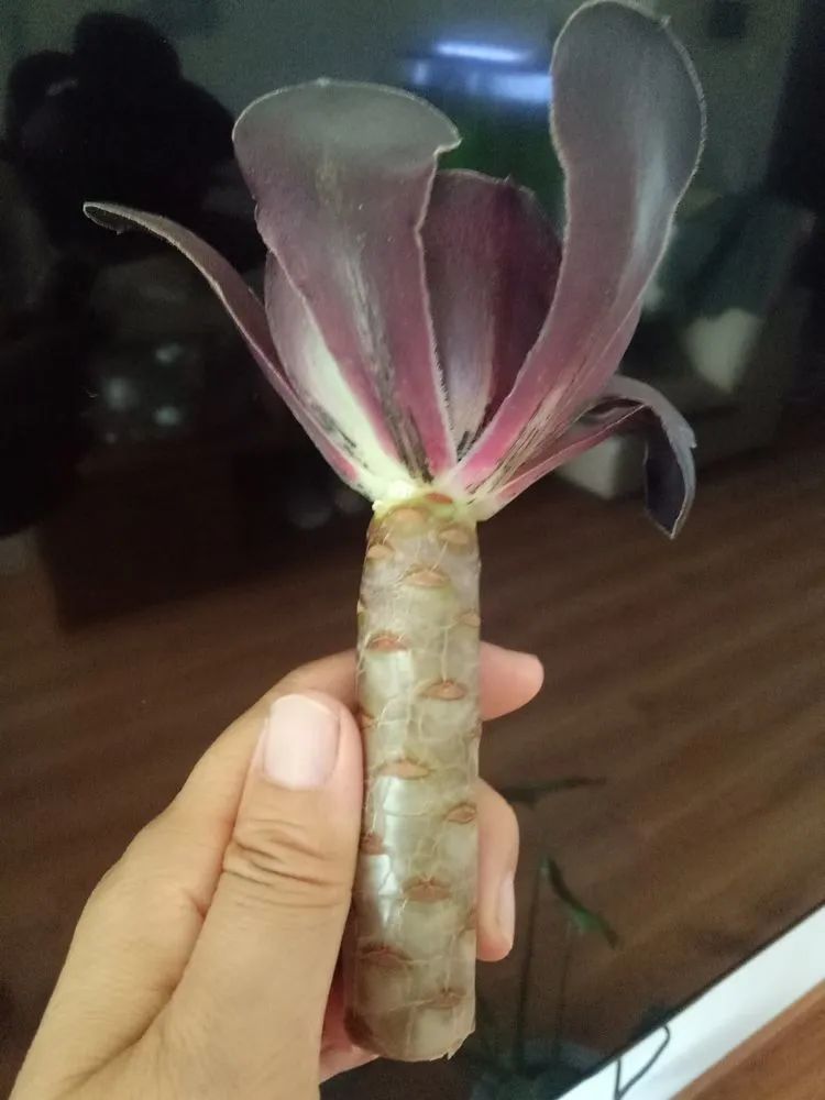 多肉砍头的怎么养,多肉怎么砍头才能爆发