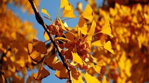 庭院辟邪的十种植物,庭院墙头守护神