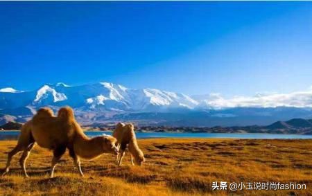 金星买翡翠手镯被坑,花15000买假金手镯