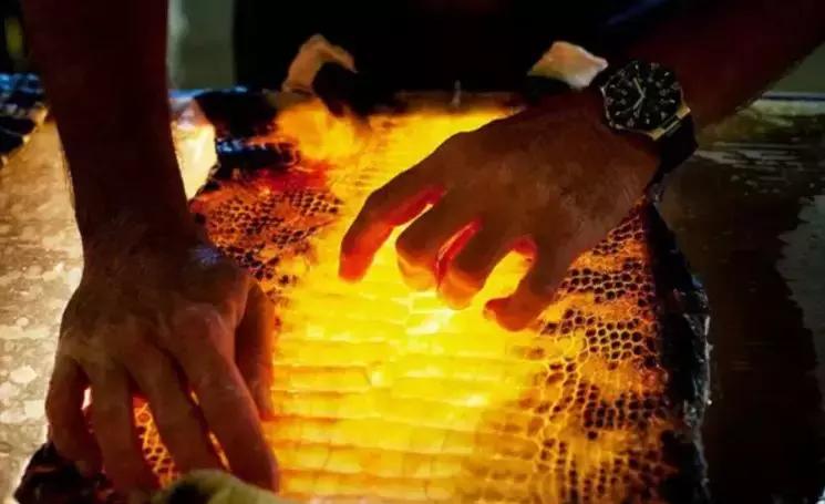 美国本土的“鳄了吗”：你敢买，却不一定敢吃