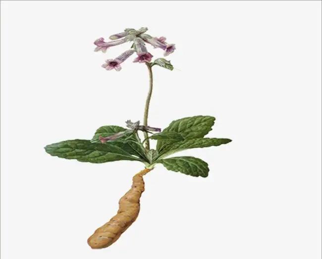 芝味本草——第1期（地黄）为什么叫它“地髓”？