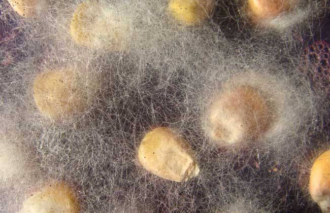 灵芝菌丝体胶囊的功效与作用,灵芝孢子菌丝特征