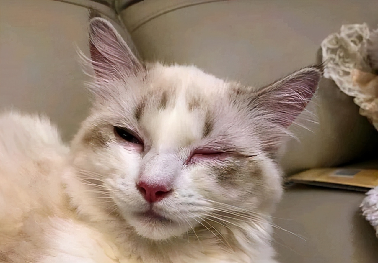 猫得了衣原体怎么治,猫衣原体是什么