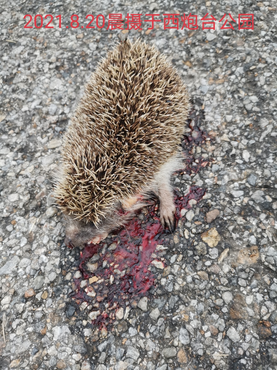 “科普+普法”哈——老领导孙明勇《一只小刺猬的联想》