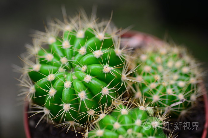 恐惧症完整版视频,恐惧症最新视频