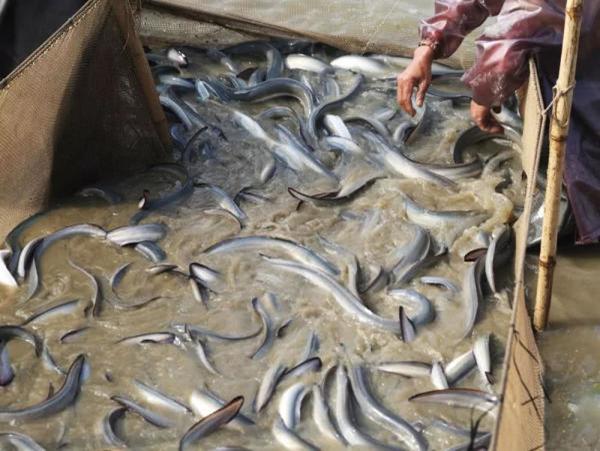 长春网友：它一生产一次卵，在日本被誉为水中人参，卖到300一斤