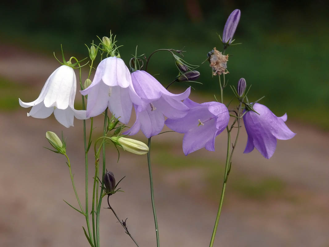每个十一月生日对应的生日花,365天每天代表生日的花有哪些
