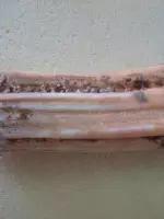 佛陀舍利分析,如何鉴定佛陀舍利