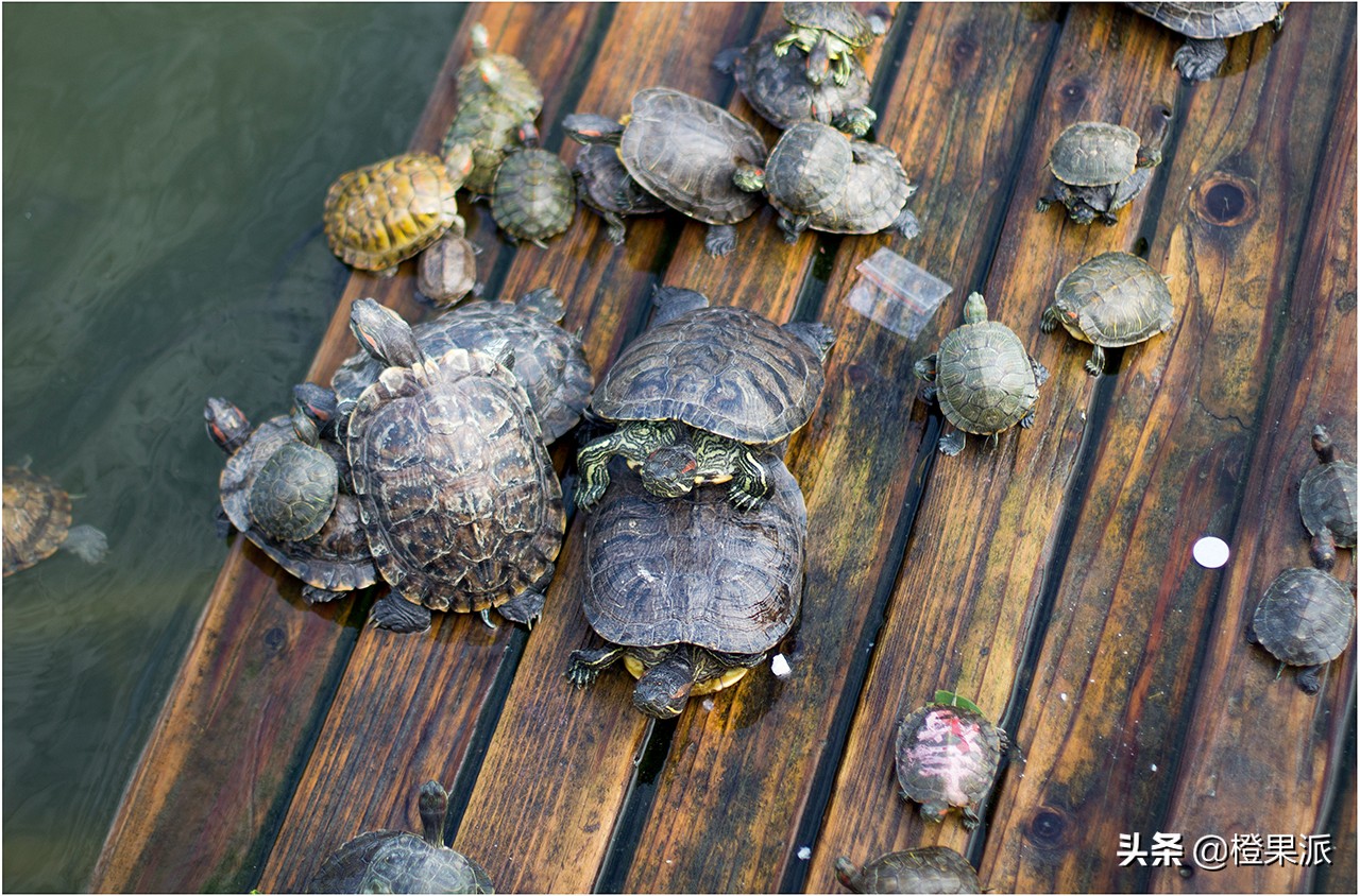厦门免费斋饭,厦门千年古刹门票