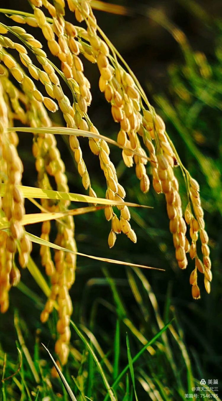 玉泉山北坞公园介绍,北坞村玉泉山