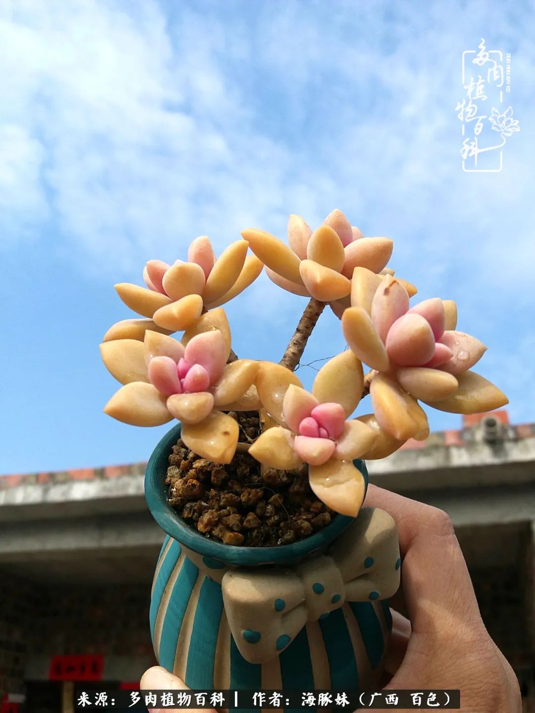 七月的雨,八月的风,多肉植物,我还是喜欢你